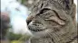 Cats Reference预览 2