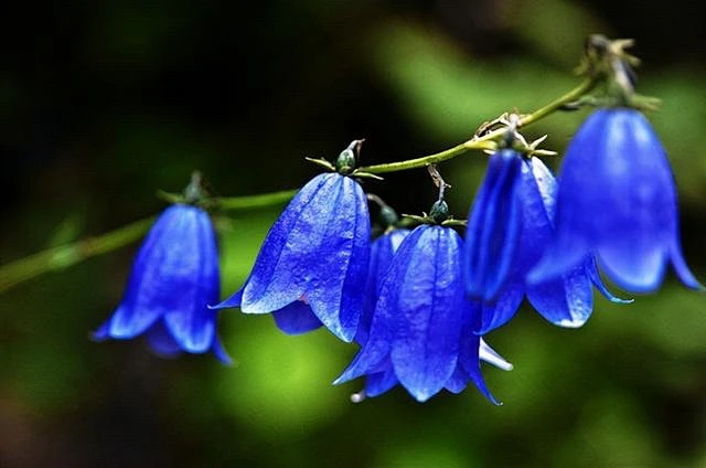 巜浅笑安然》
其实折磨你的，从来不是任何人的情绪，而是你心存幻想的期待。时间万物都在治愈你，唯独你自己不肯放过自己。