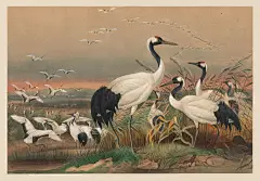 mantchurian-crane-wolf-rawscan.jpg (3190×2215)