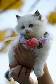 Cats Reference预览 1