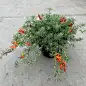 灌木预览 2