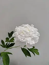 植物3