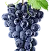 葡萄