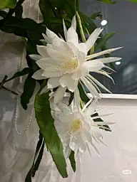 花3预览 1