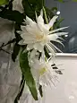 花3预览 2